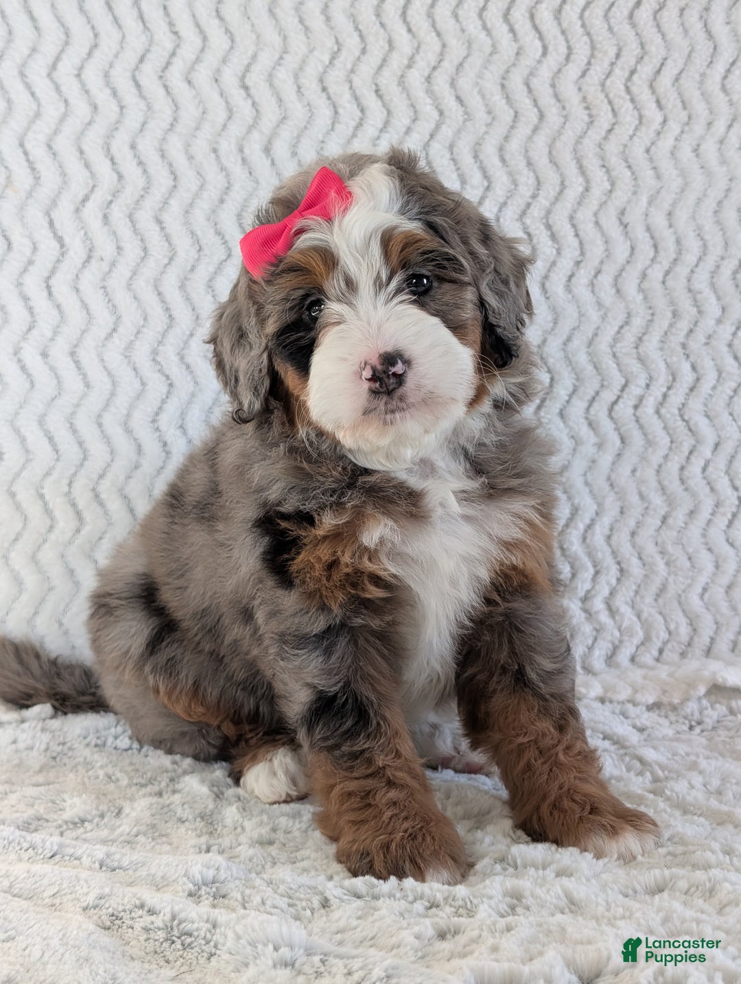 Mini Bernedoodle dogs for sale: Mini Sadie  - Ad 14