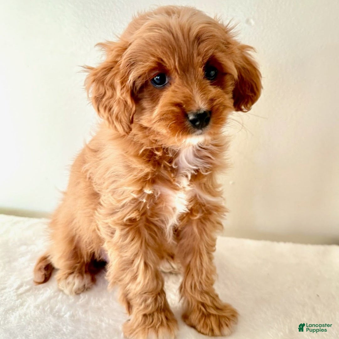Cavapoo dogs for sale: Sandra  - Ad 2