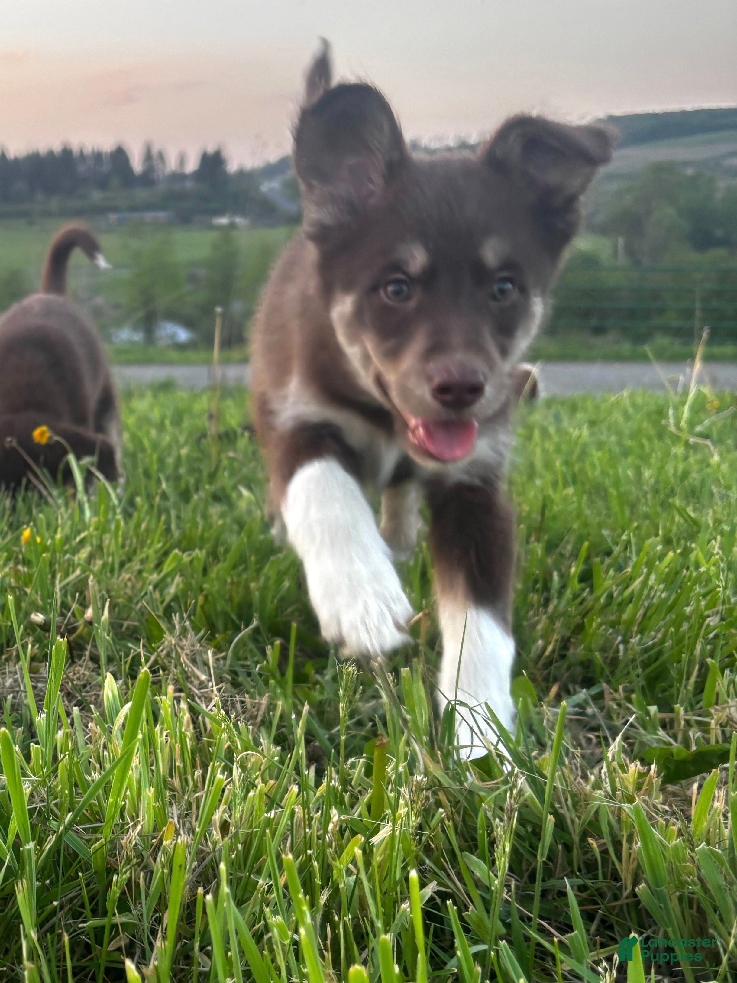 Huskipoo dogs Teddy Bear - Ad 2