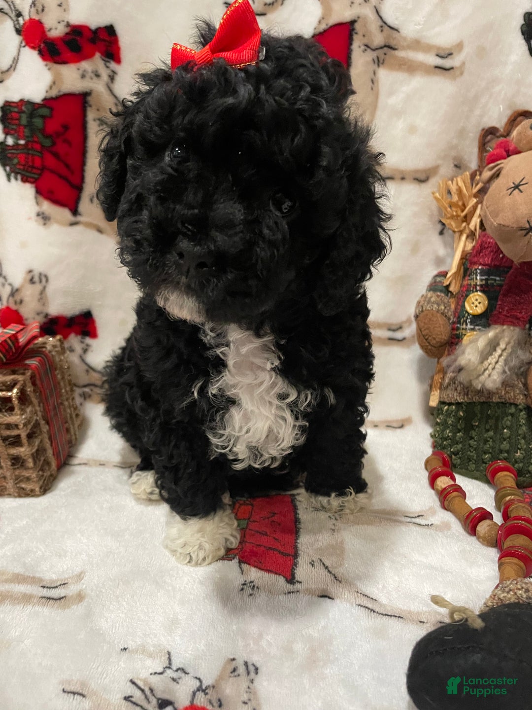 Cockapoo dogs for sale: Mitten's - Ad 4