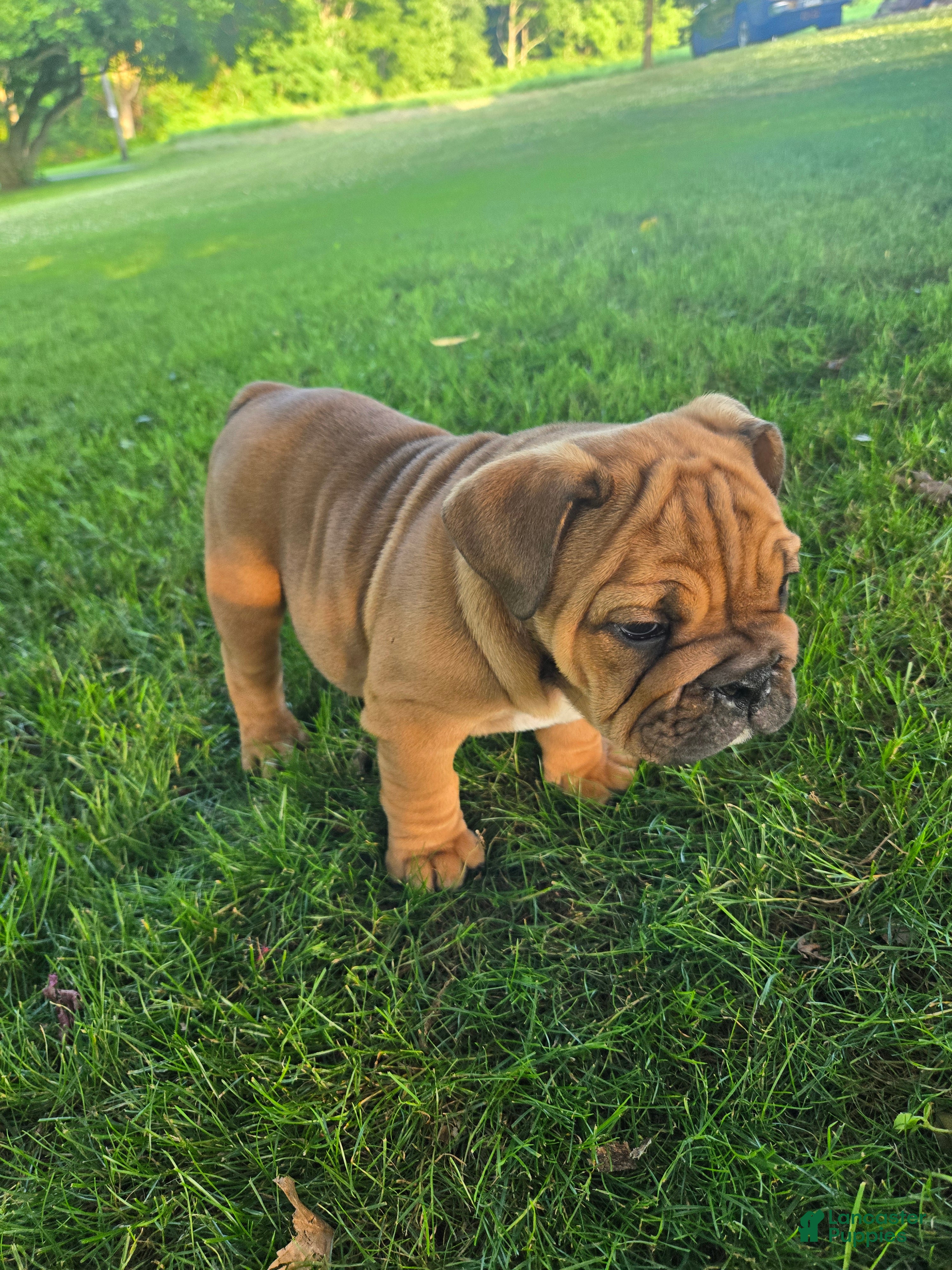 English Bulldog dogs Winnie - Ad 1