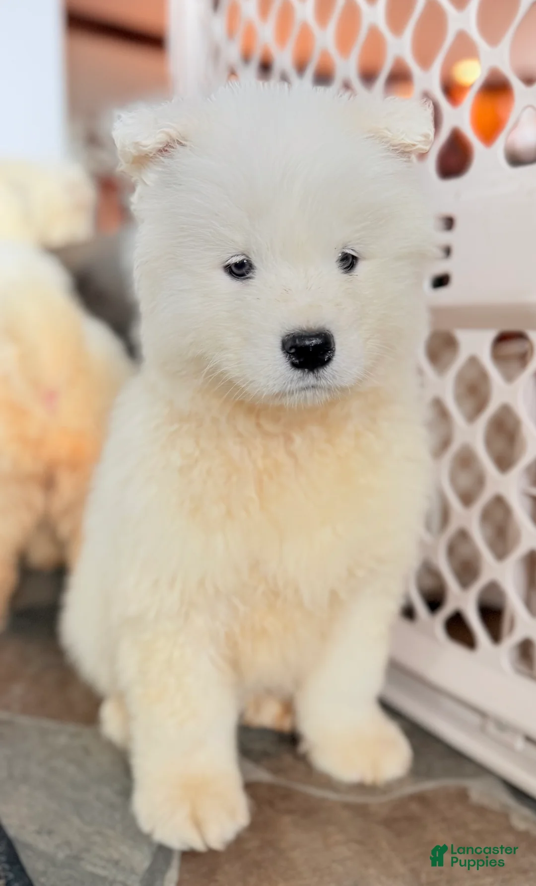 Samoyed dogs for sale: Dakota  - Ad 1