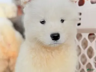Samoyed dogs Dakota - Ad 20