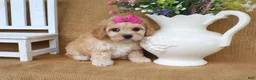 Cavachon dogs for sale: Tessa - Ad 9