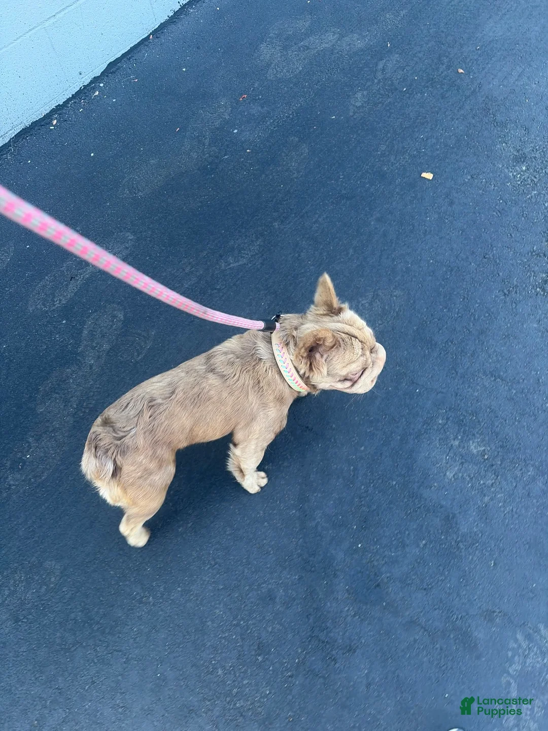 French Bulldog dogs for sale: French Bulldog 1 - Ad 3