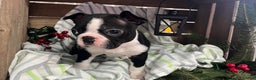 Boston Terrier dogs for sale: Rex - Ad 5