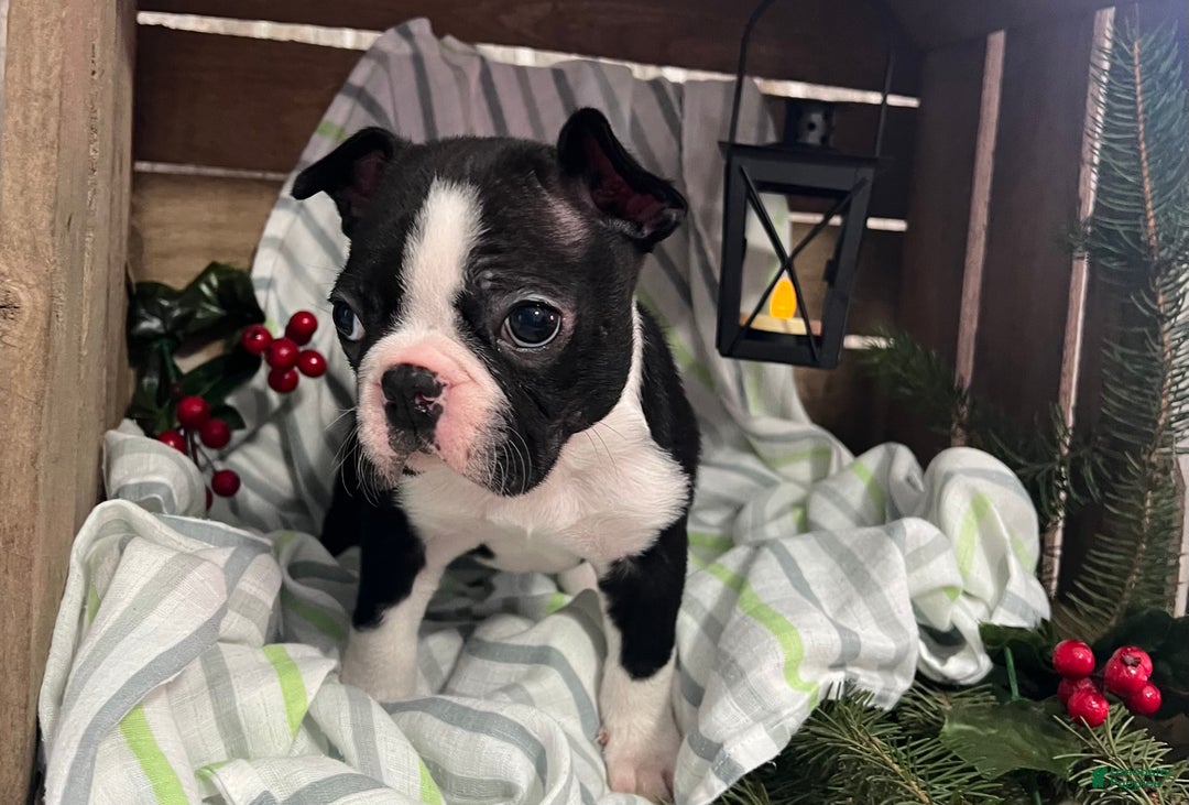 Boston Terrier dogs for sale: Rex - Ad 5