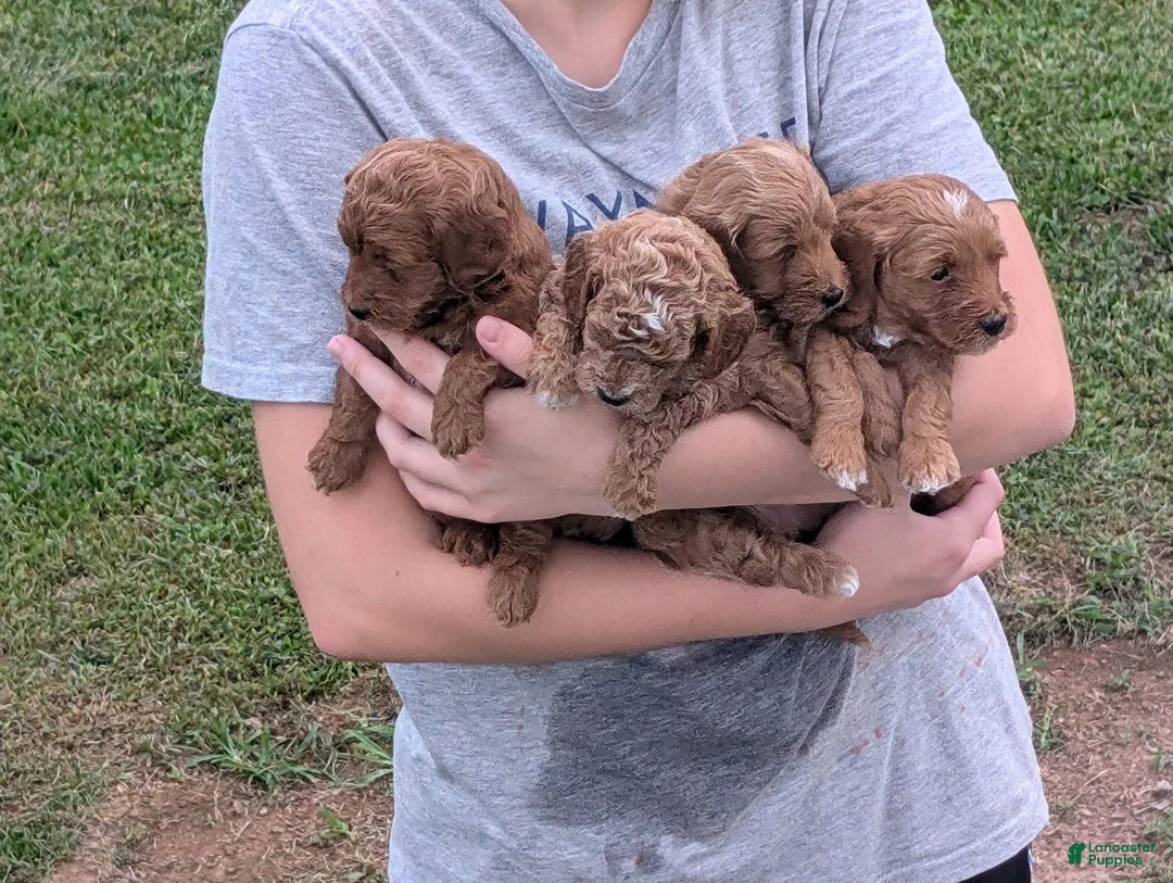 Mixed Breed dogs for sale: Cooper - Ad 2