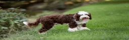 Portuguese Water Dog dogs for sale: Forrest - Ad 7
