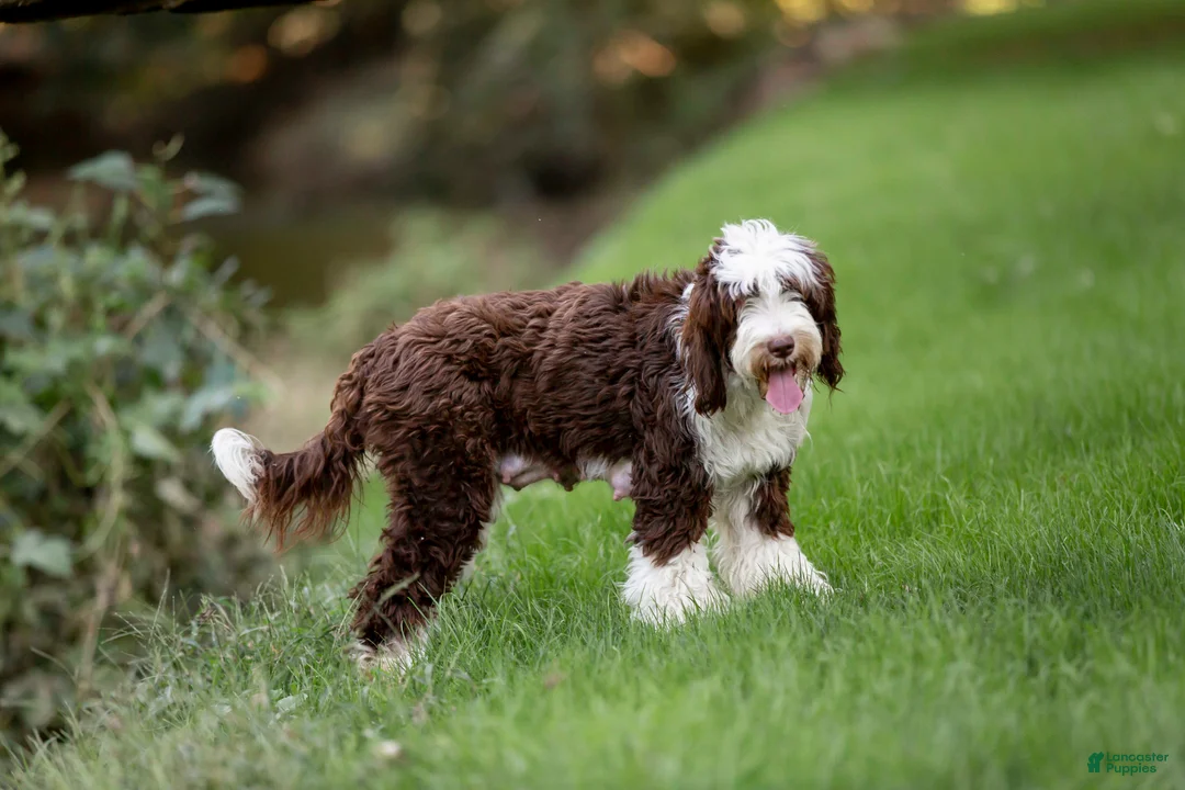 Portuguese Water Dog dogs for sale: Fritz - Ad 6