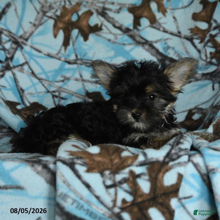 Morkie dogs Zorro - Ad 2