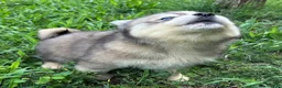 Siberian Husky dogs for sale: RUBY - Ad 14