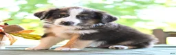Miniature Australian Shepherd dogs for sale: Donald  - Ad 3