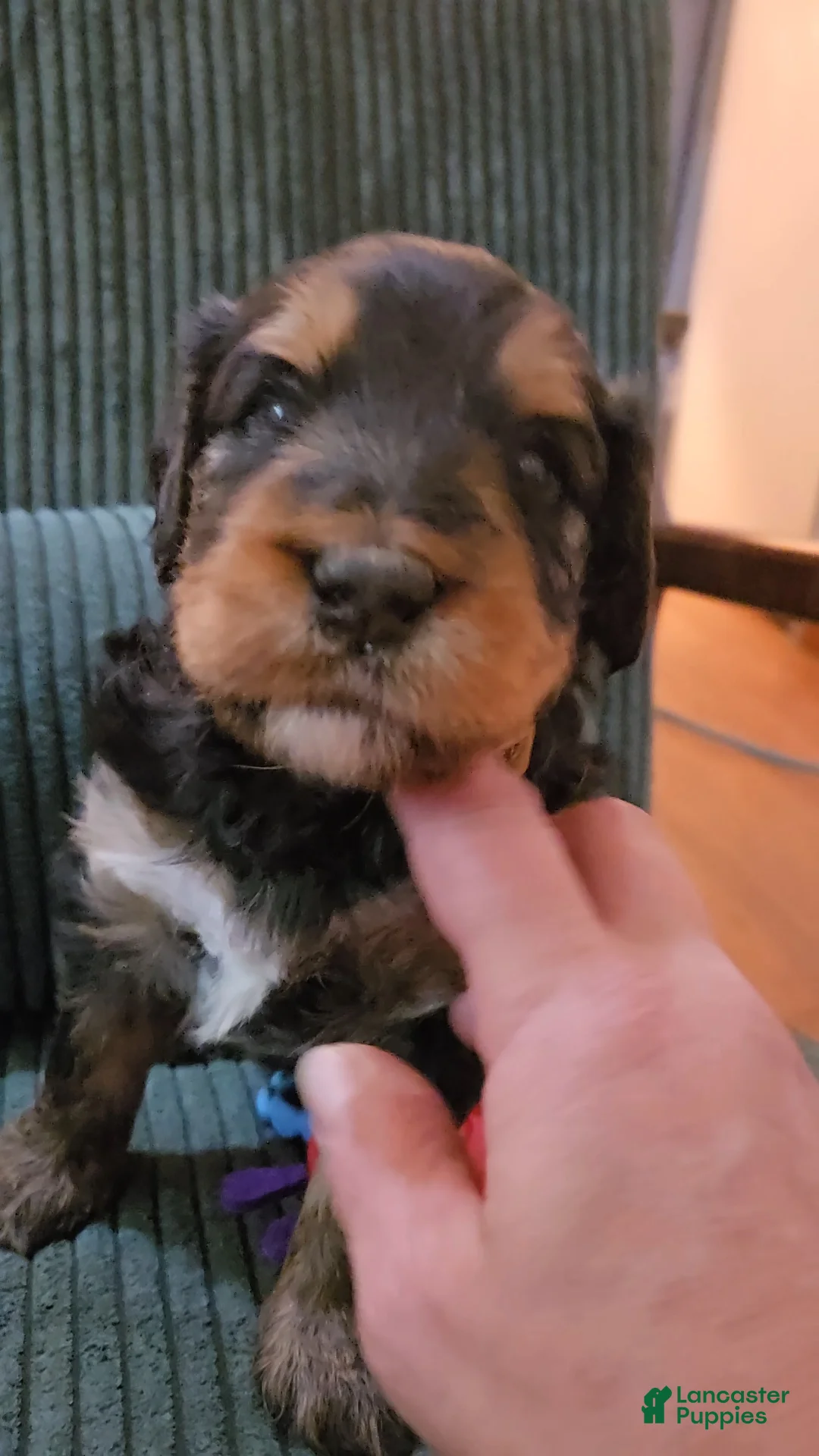Bernedoodle dogs for sale: Bernedoodle 7 Tan Collar - Ad 2