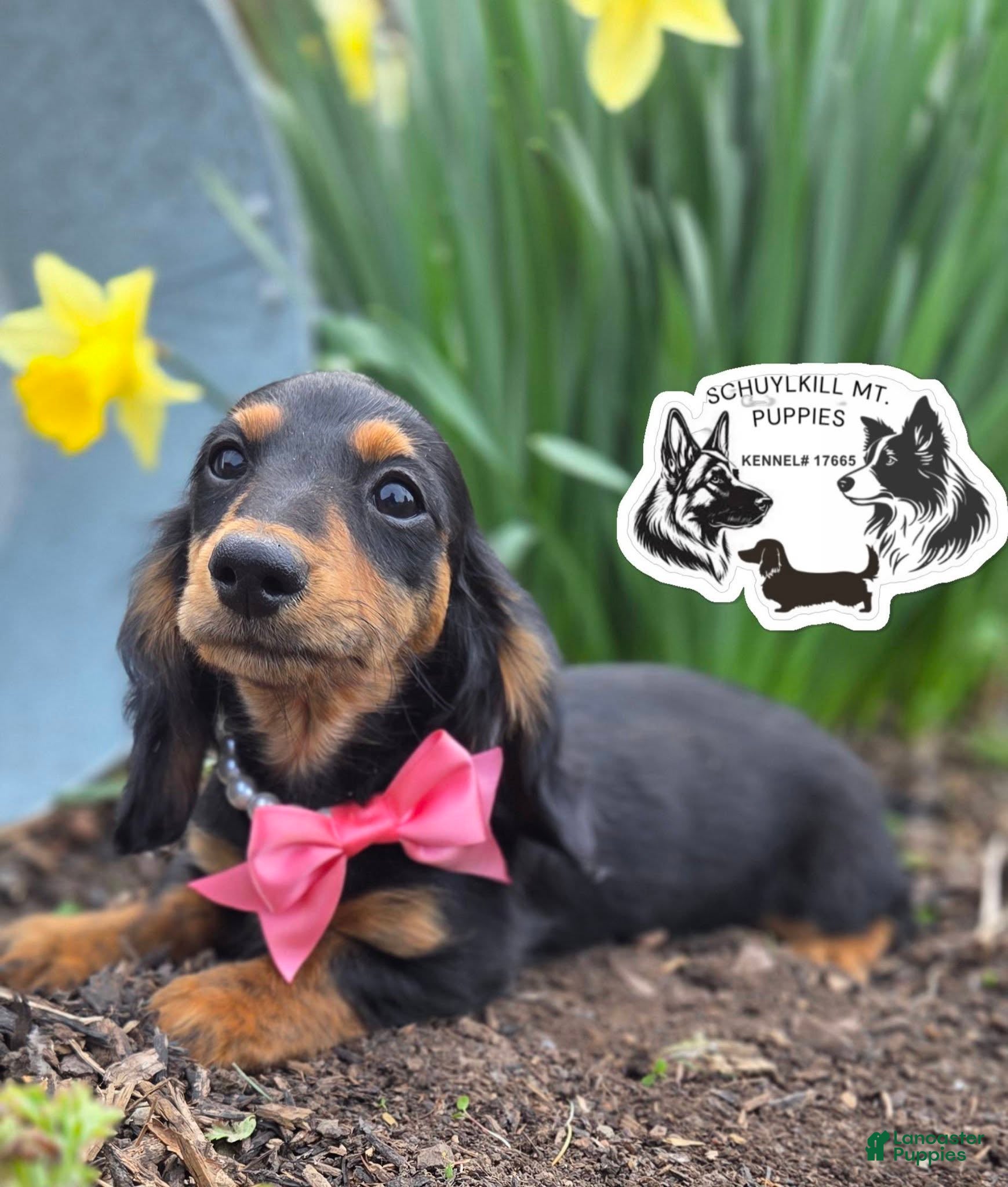 Miniature Dachshund dogs Mabel - Ad 27