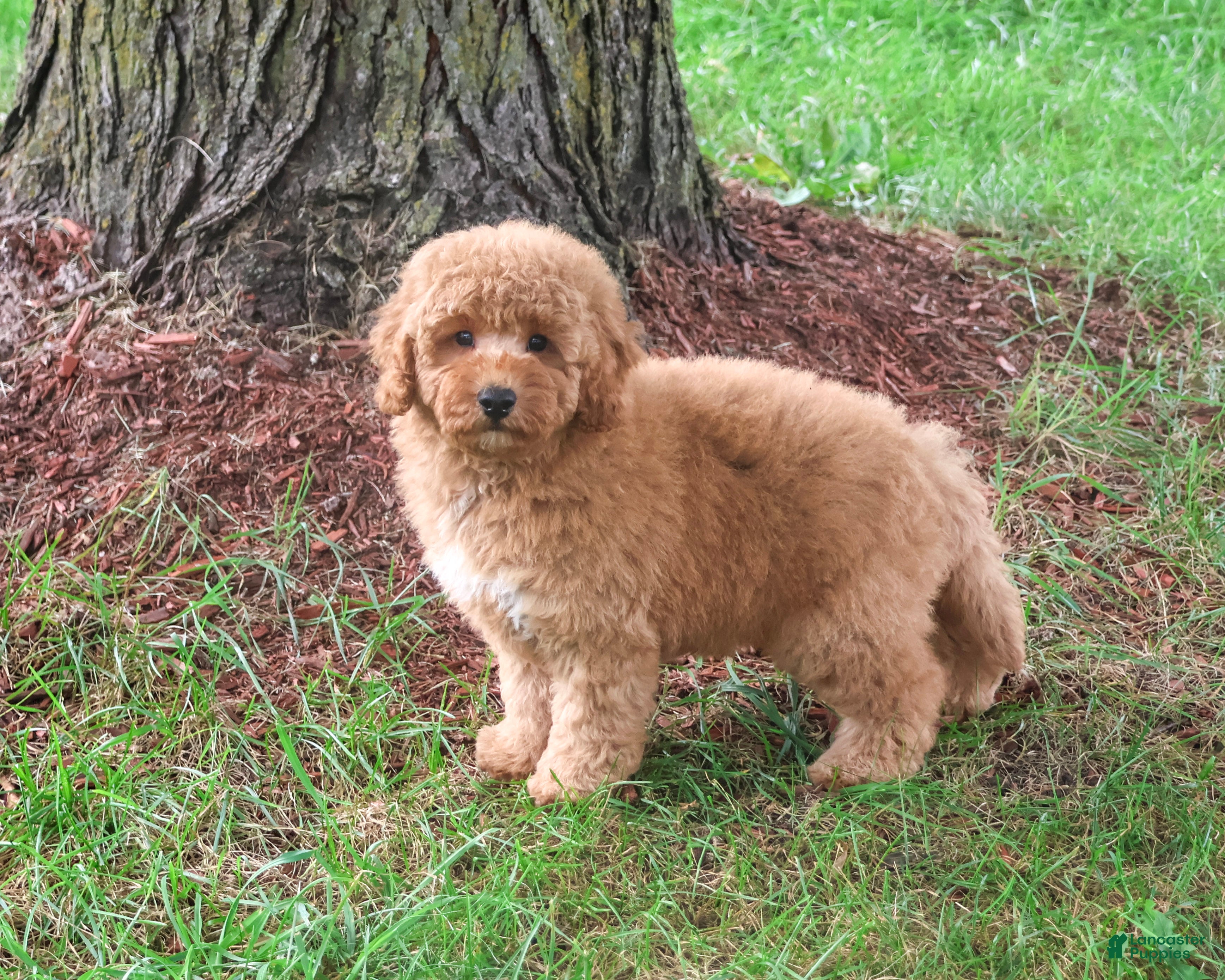 Mini Goldendoodle dogs for sale: Benny - Ad 2