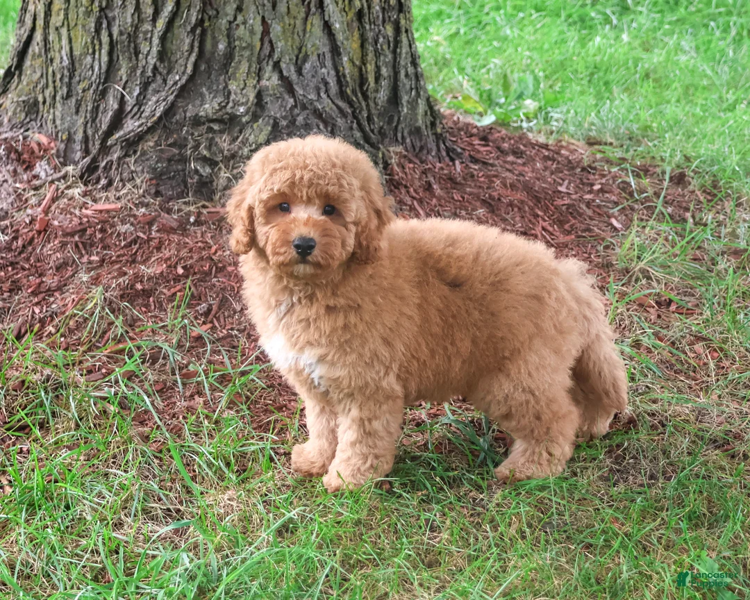 Mini Goldendoodle dogs for sale: Benny - Ad 2