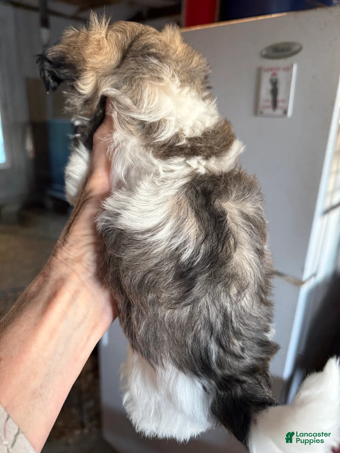 Havanese dogs for sale: Havanese Puppy 1 - Ad 2