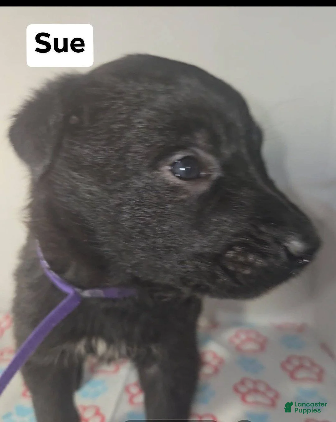 Belgian Malinois dogs for sale: Belgian Malinois Puppy 1 (SUE) - Ad 1