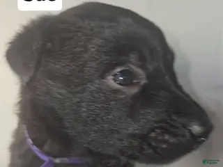 Belgian Malinois dogs Belgian Malinois Puppy 1 (SUE) - Ad 18