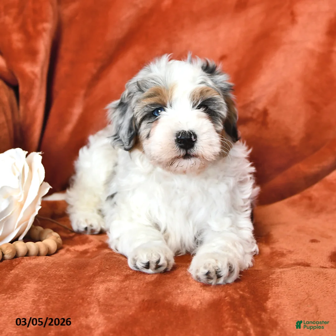 Mini Aussiedoodle dogs for sale: Sunny  - Ad 2