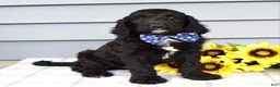 Labradoodle dogs for sale: Conner - Ad 6