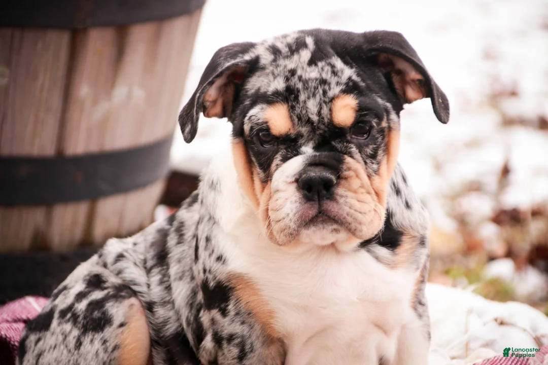 English Bulldog dogs for sale: Glitter - Ad 1