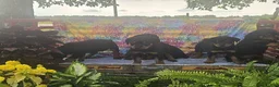 Rottweiler dogs for sale: Tinker - Ad 8