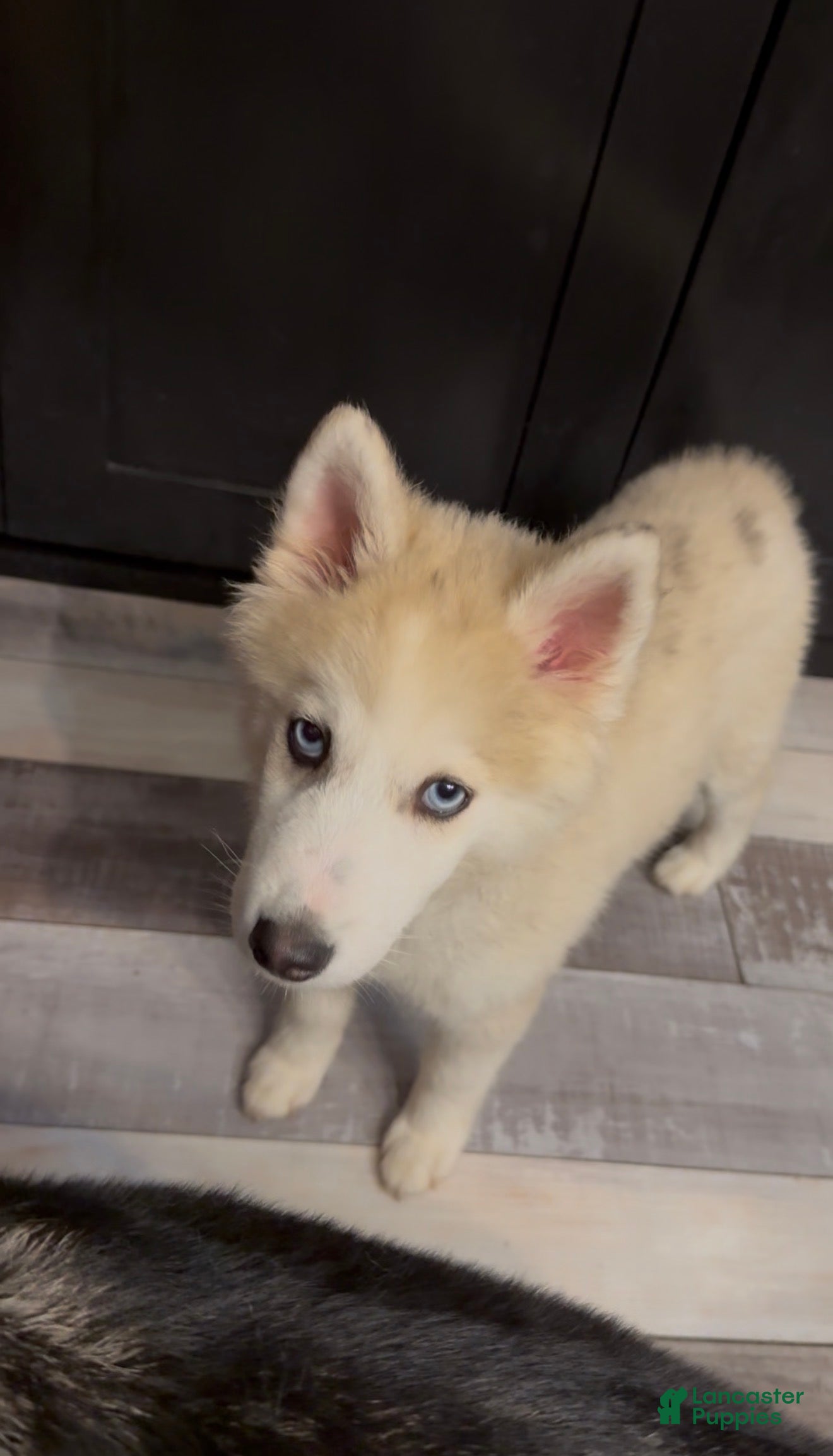 Pomsky dogs for sale: Niko - Ad 4