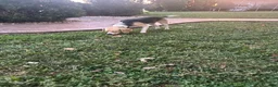 Beagle dogs for sale: Anchor  - Ad 11