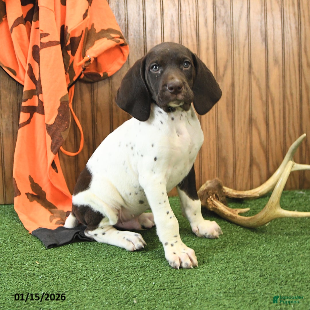 German Shorthaired Pointer dogs for sale: Carson - Ad 2