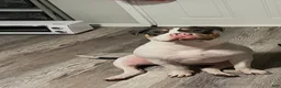 American Bully dogs for sale: Joker - Ad 12