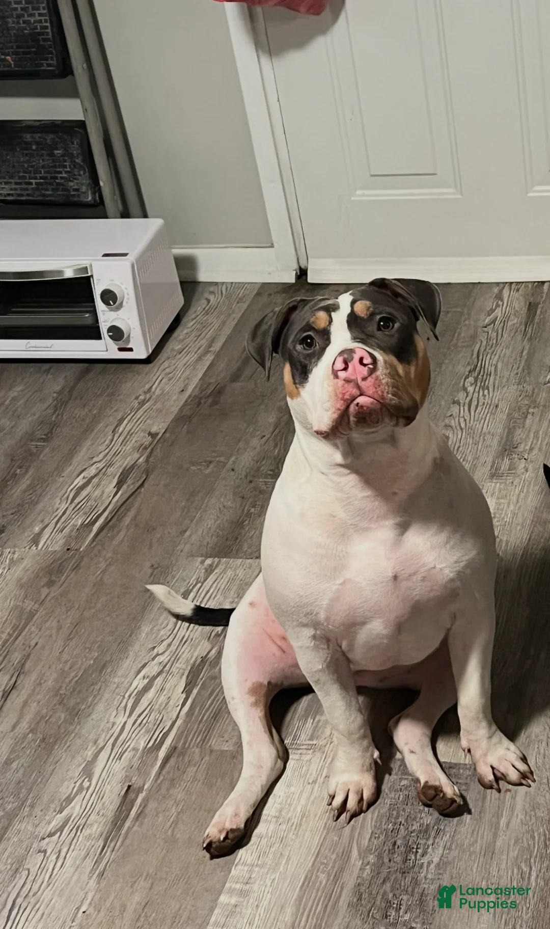 American Bully dogs for sale: Joker - Ad 12