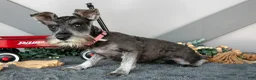 Miniature Schnauzer dogs for sale: Iris - Ad 3