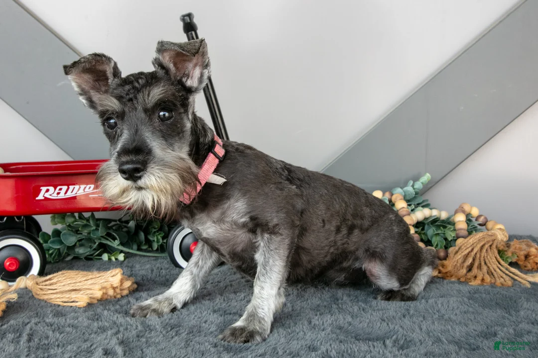 Miniature Schnauzer dogs for sale: Iris - Ad 3