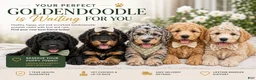 Goldendoodle dogs for sale: Mila Born 4/28/26 - Ad 5