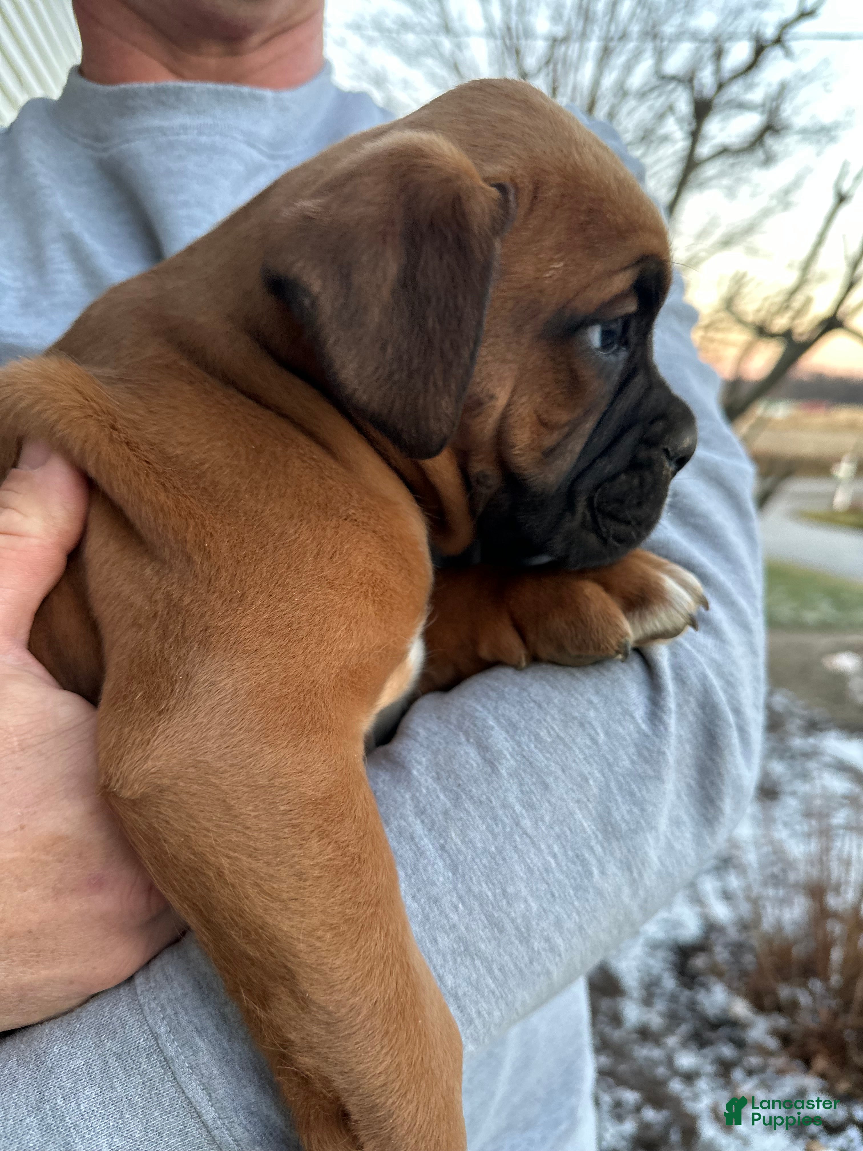 Boxer dogs Hank - Ad 21