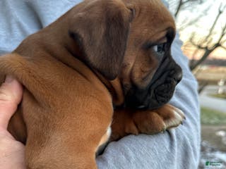 Boxer dogs Hank - Ad 17