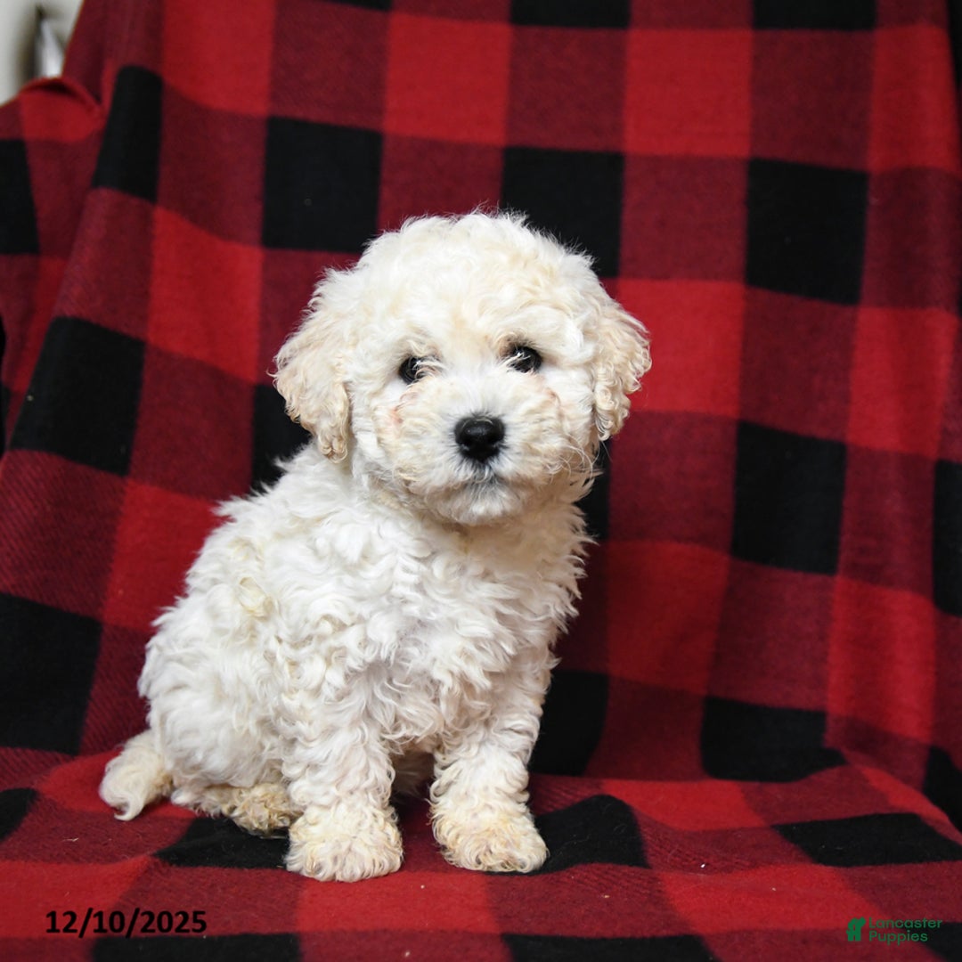 Bichpoo dogs for sale: Snuffles - Ad 2