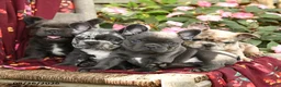 French Bulldog dogs for sale: Ka Choo - Ad 5