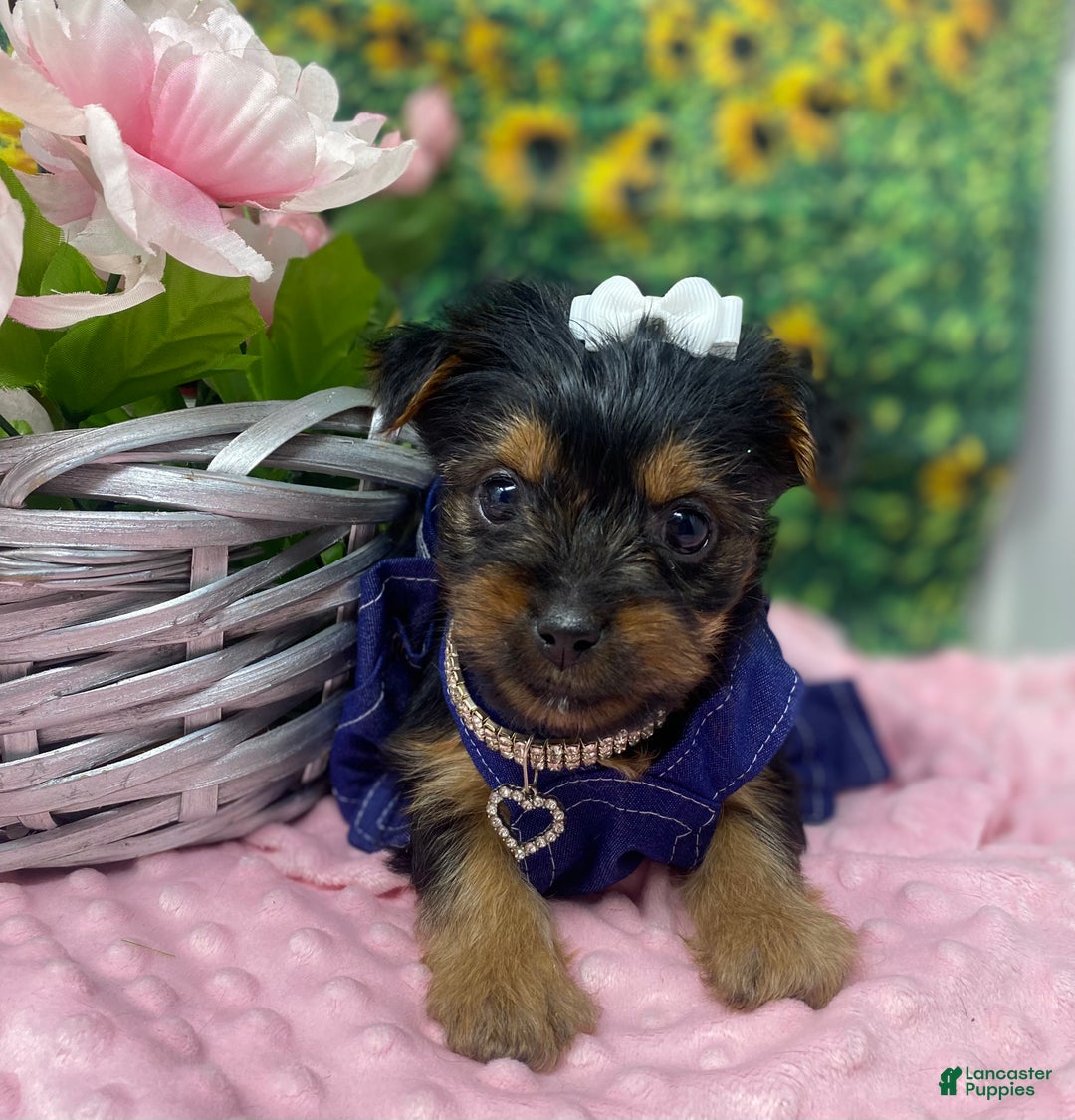 Shorkie dogs for sale: Loki  - Ad 14