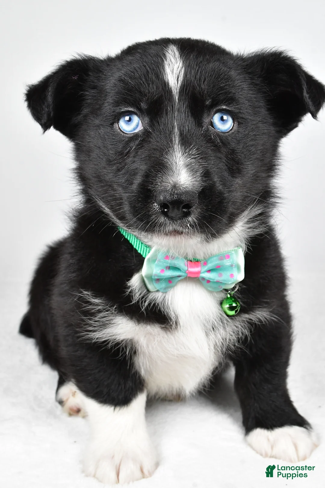 Mixed Breed dogs for sale: Prescott - Ad 6