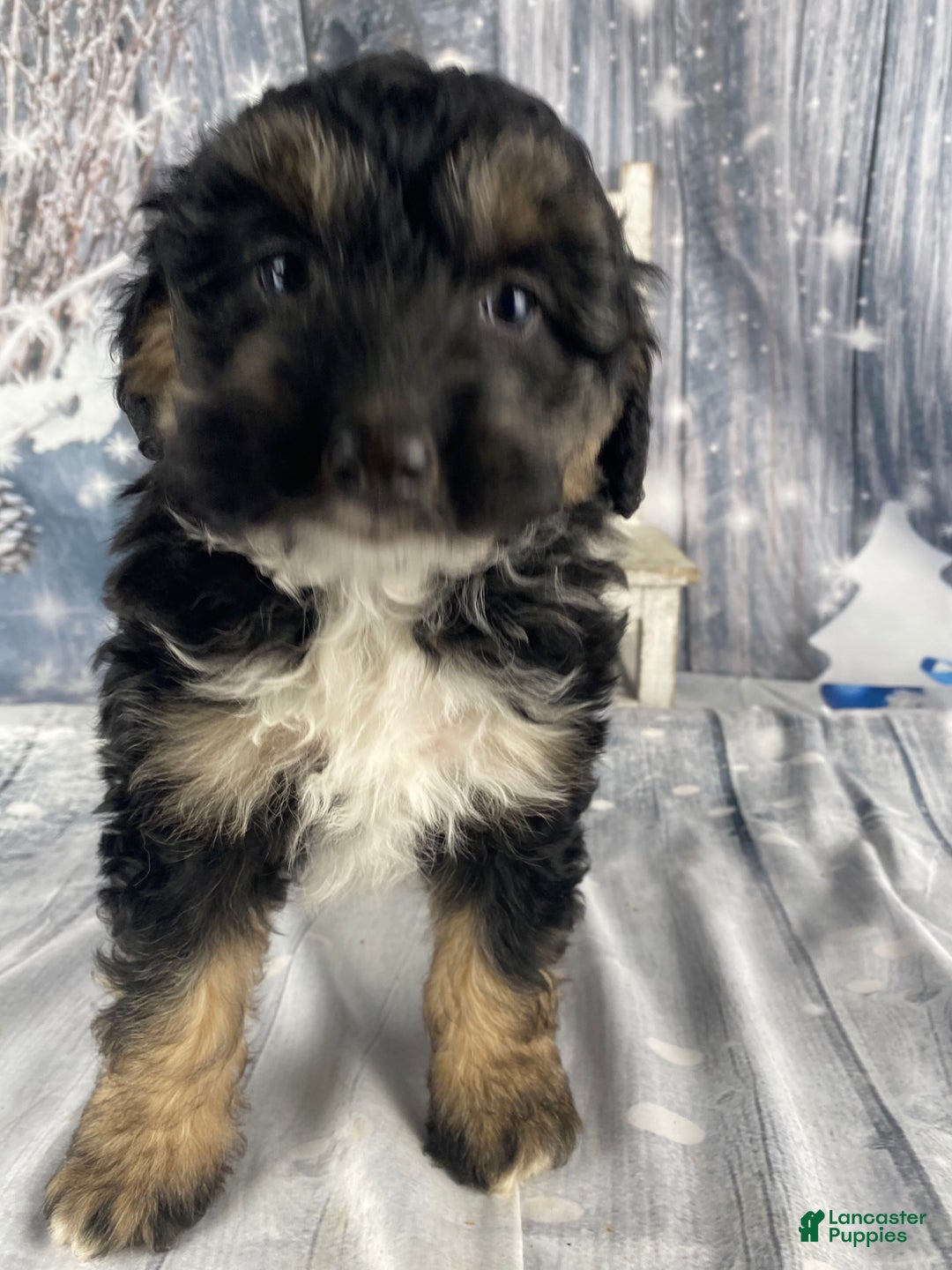 Aussiedoodle dogs for sale: Clarabell - Ad 9