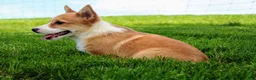 Welsh Corgi Pembroke dogs for sale: Olive(triple clear) AKC - Ad 15