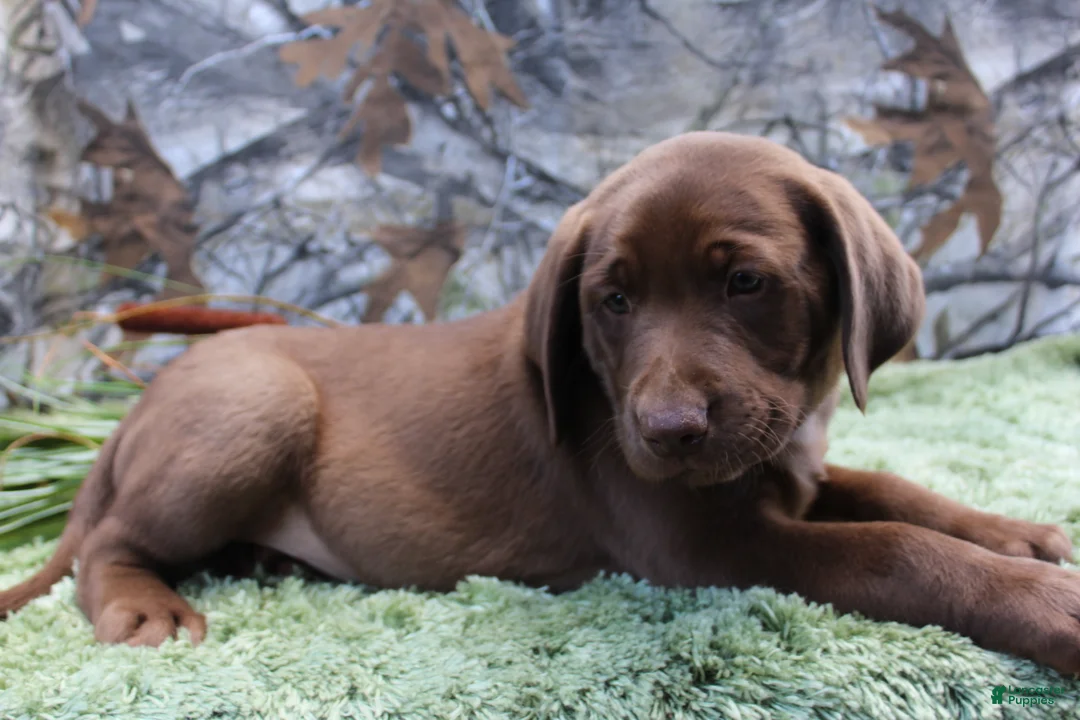 Labrador Retriever dogs for sale: Duke - Ad 1