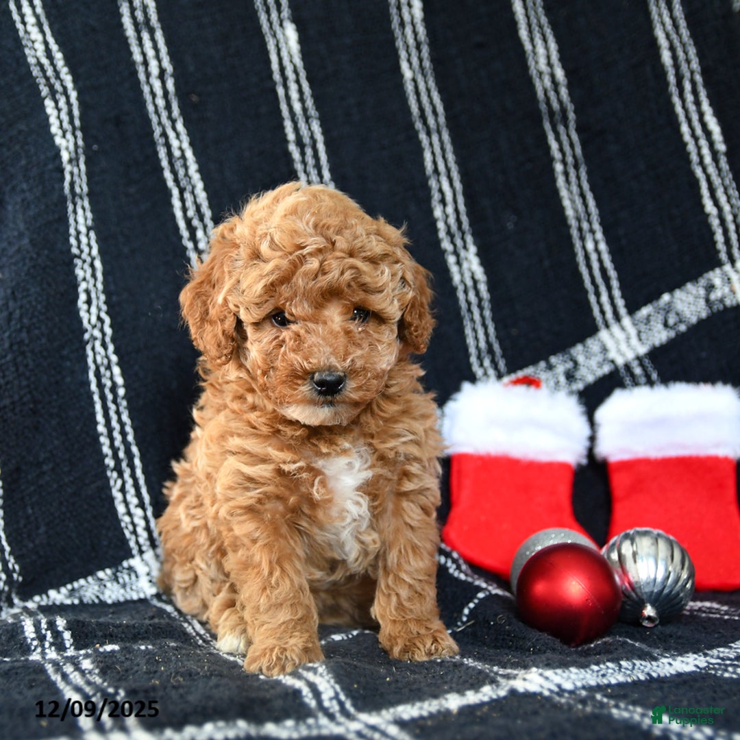 Miniature Poodle dogs for sale: Snowflake - Ad 3