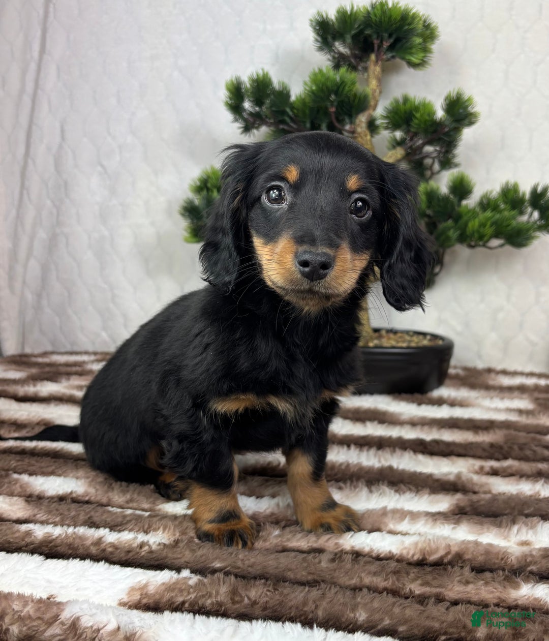 Miniature Dachshund dogs for sale: Drake - Ad 4