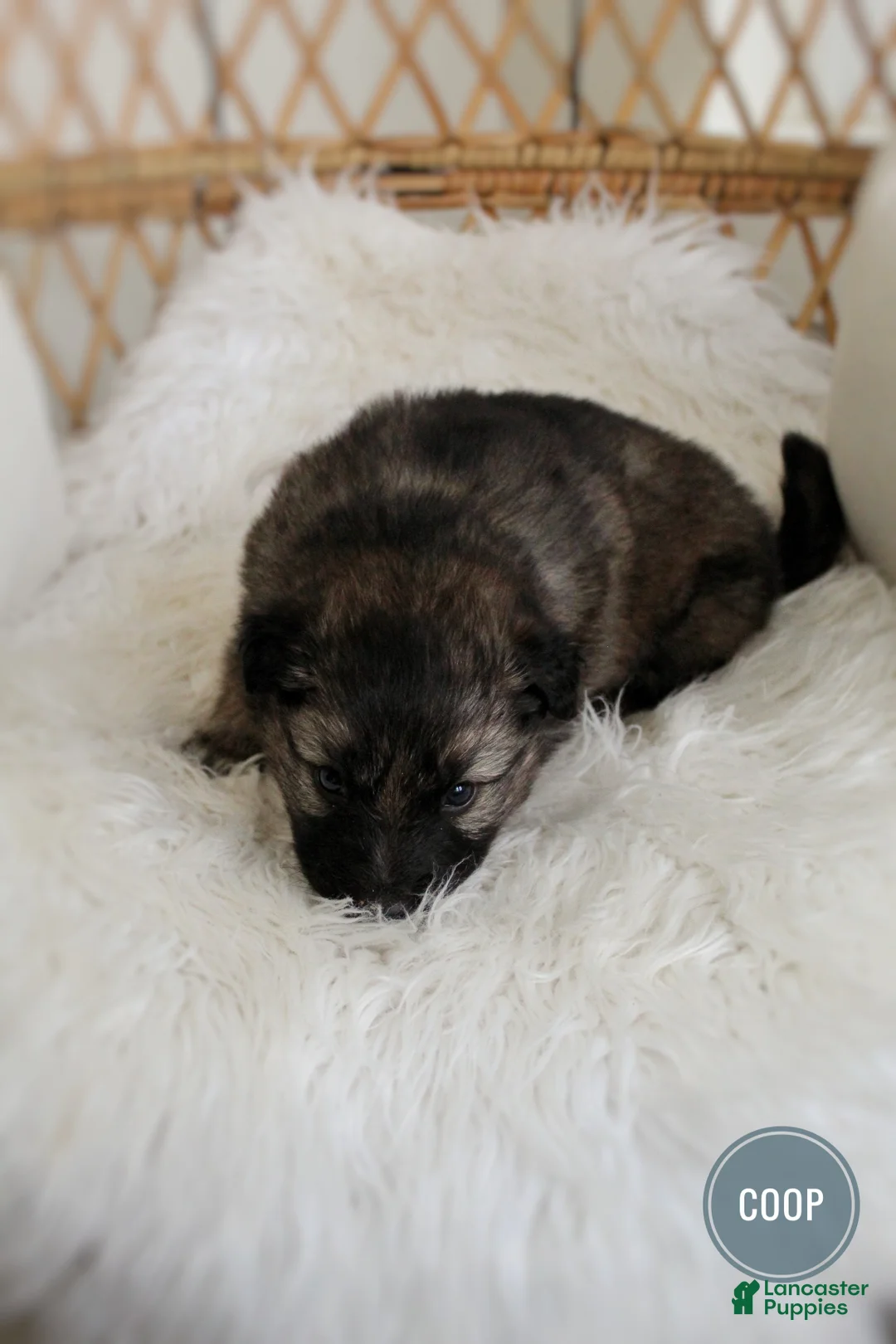 Mixed Breed dogs for sale: Coop - Ad 4