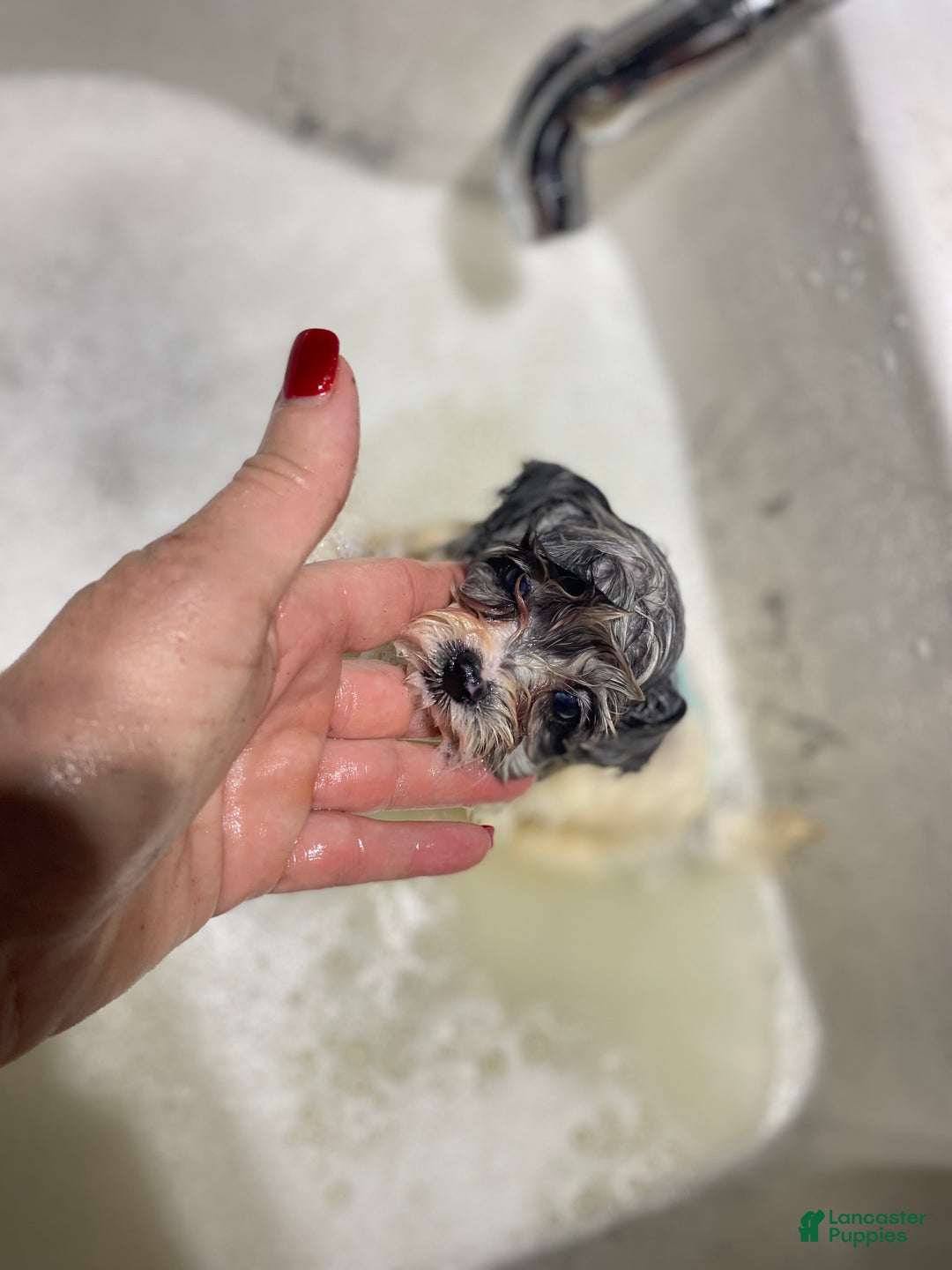 Pomapoo dogs for sale: Pomapoo Puppy 1 - Ad 3
