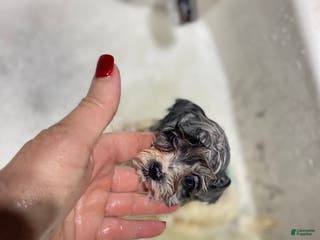 Pomapoo dogs Pomapoo Puppy 2 - Ad 20